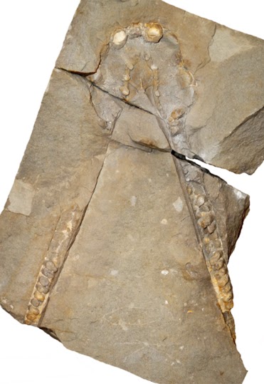 Mandible of a Simolestes-like pliosauromorph plesiosaur from the Wealden Bückeberg Sandstone of Germany