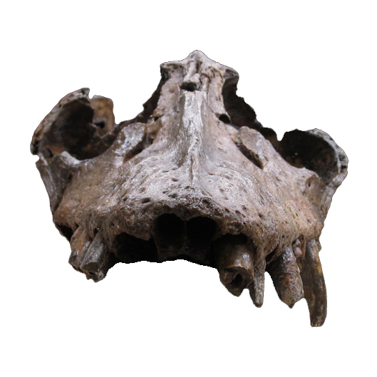Libonectes morgani (SMU SMP 69120) holotype skull in frontal view
