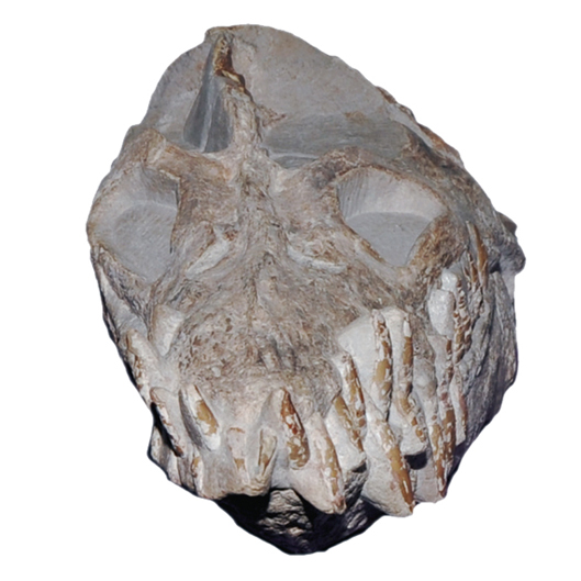 Libonectes atlasense (SMNK-PAL 3978) holotype skull in frontal view