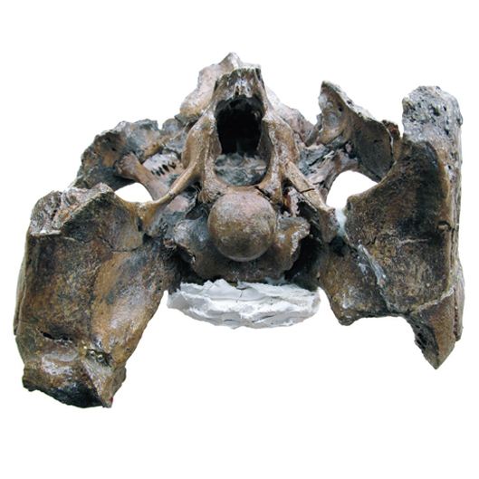 Libonectes morgani (SMU SMP 69120) holotype skull in occipital view