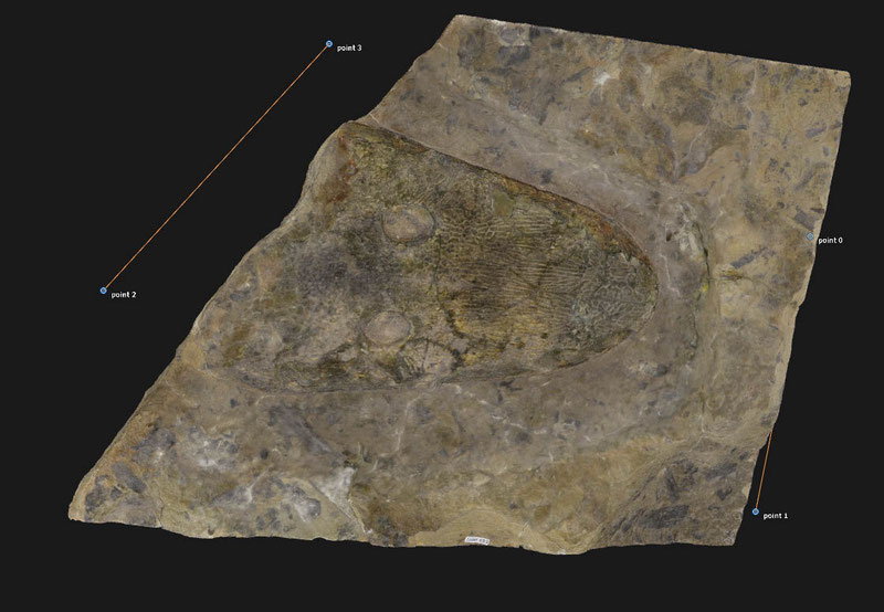3D model of Cyclotosaurus buechneri made by Heinrich Mallison of Palaeo 3D