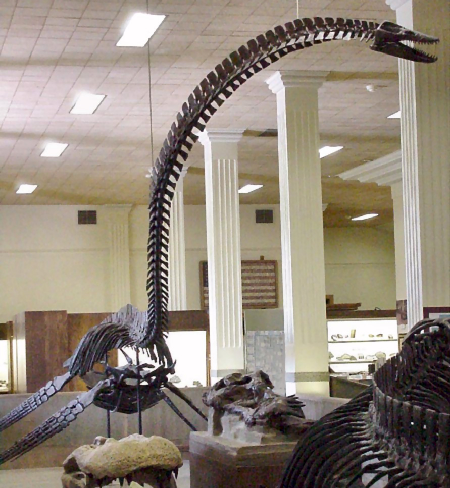 Alzadasaurus pembertoni holotype at the South Dakota School of Mines