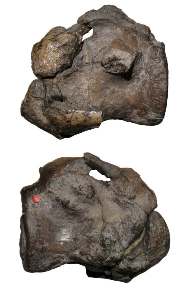 Atlas-axis of the metriorhynchid crocodylomorph Enaliosuchus macrospondylus