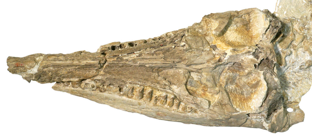 Schädel des Pliosauriers Brachauchenius lucasi aus der Kreidezeit, Holotypus-Exemplar im Smithsonian National Museum in Washington DC