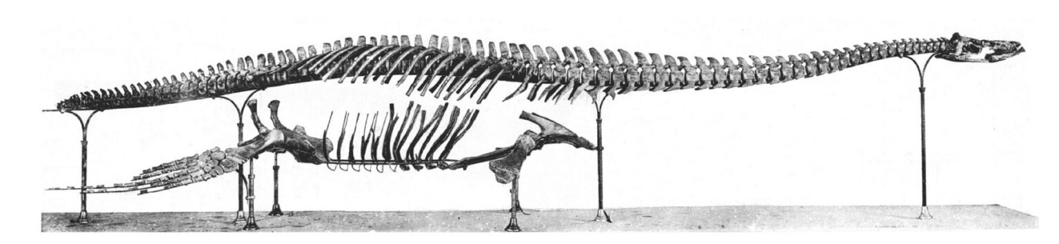 Holotypus von Brancasaurus brancai