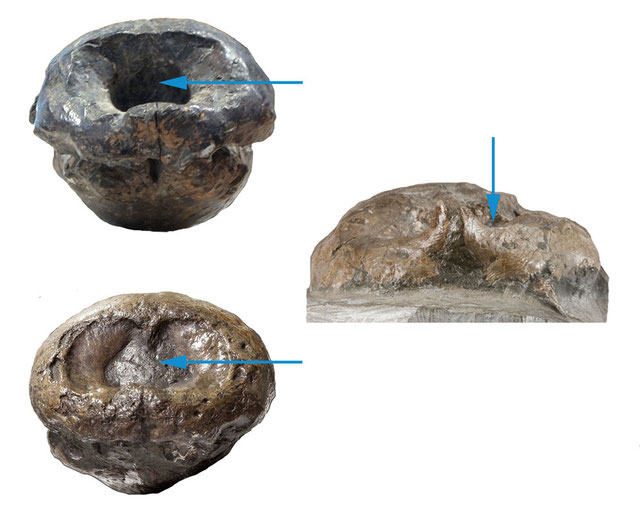 Comparison of the nasal openings in Mystriosaurus laurillardi (HLMD V946-948, left side top, NHMUK PV OR 14781, left side bottom) and Steneosaurus bollensis (RE 551.762.130 A 0248 - Ruhr Museum Essen, right side).