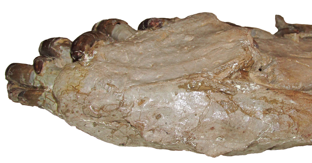 Close-up of the symphyseal portion of the mandible in ventral view