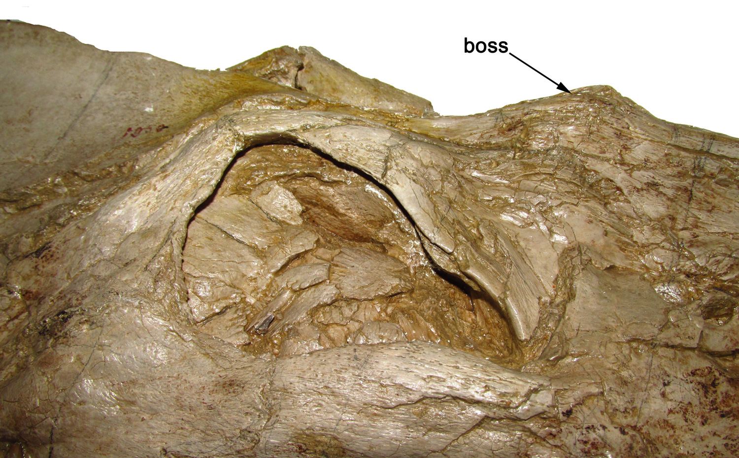 Close-up showing the orbita and the midline boss