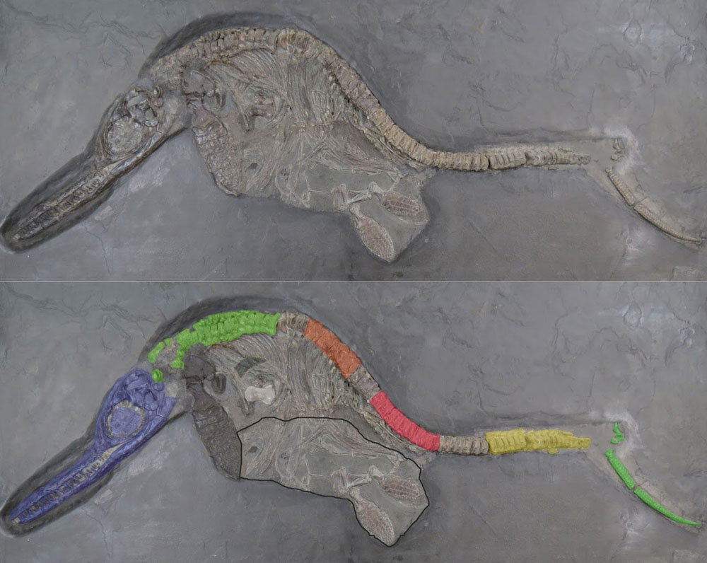 Composite ichthyosaur specimen containg parts of different taxa