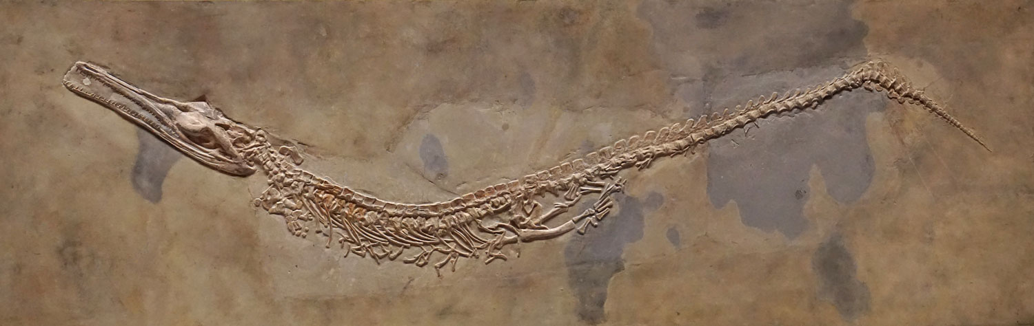 Skeleton of the referred specimen of Cricosaurus suevicus