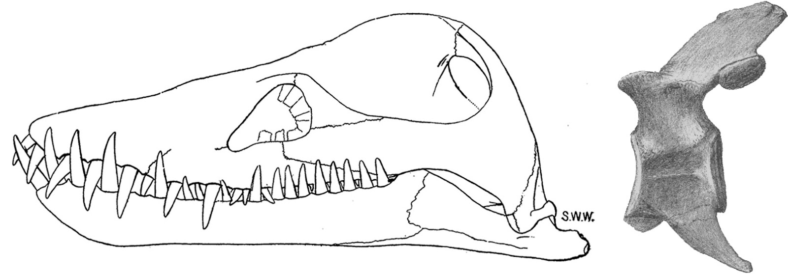 Drawings of Styxosaurus snowii type material from Williston (1890b)