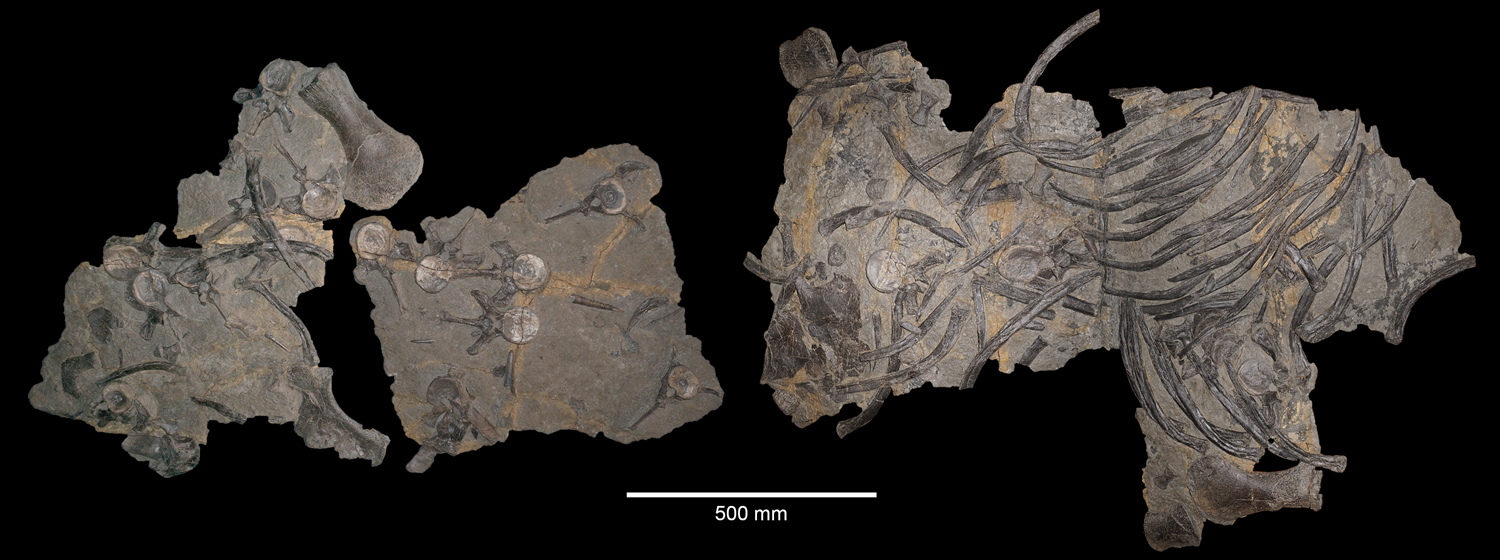 Referred specimen of Franconiasaurus brevispinus (BT 011241.00). Collection of the Urweltmuseum Oberfranken in Bayreuth