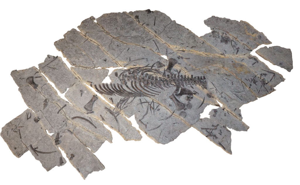Franconiasaurus brevispinus Holotyp-Skelett auf weißem Hintergrund