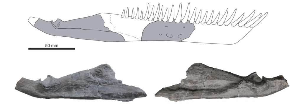 Reconstruction of the mandible of Franconiasaurus brevispinus (top). Lateral view (bottom left) and medial view (bottom right) of the posterior mandibular portion