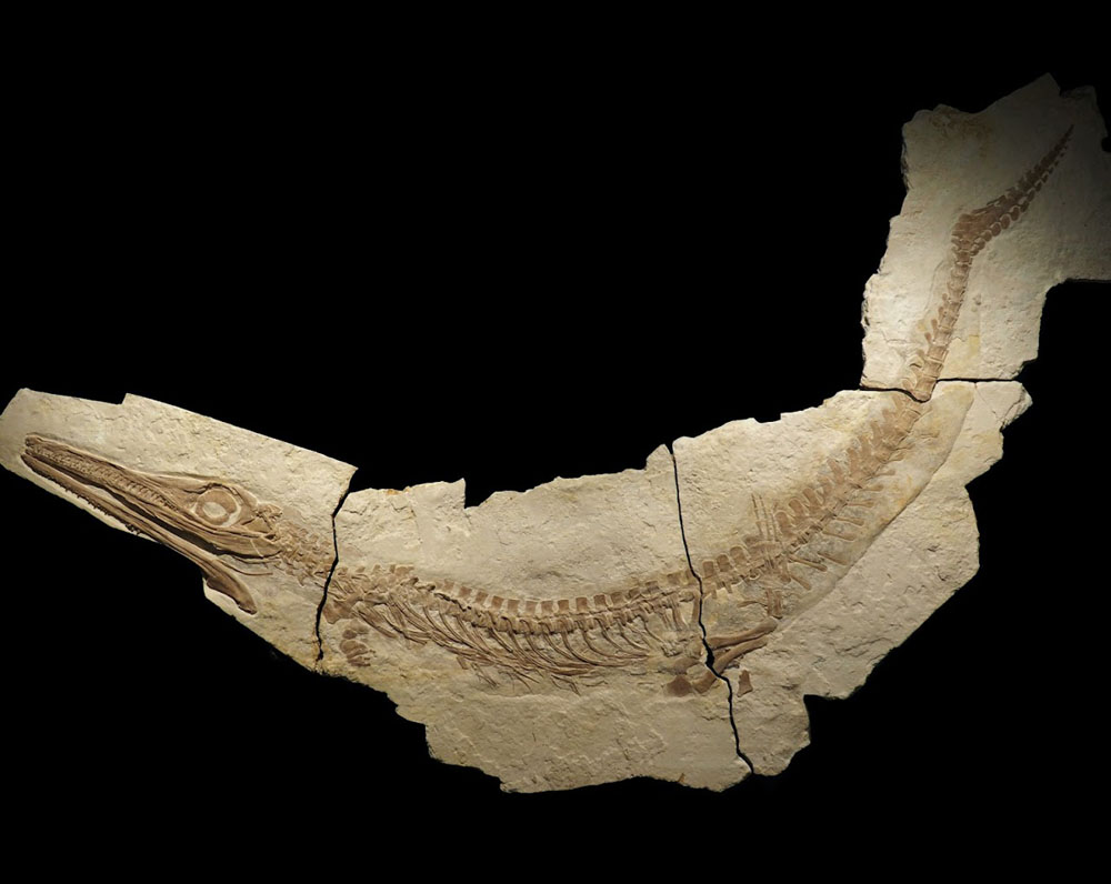 Holotype of Cricosaurus albersdoerferi at Solnhofen