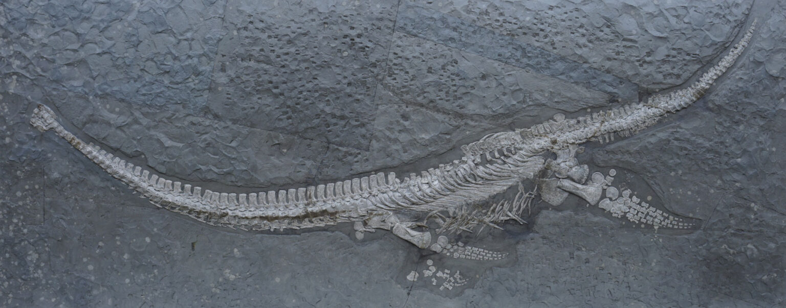 Skeleton of Plesionectes longicollum from the Posidonienschiefer (Posidonia Shale) seen in side view. Stuttgart collection.