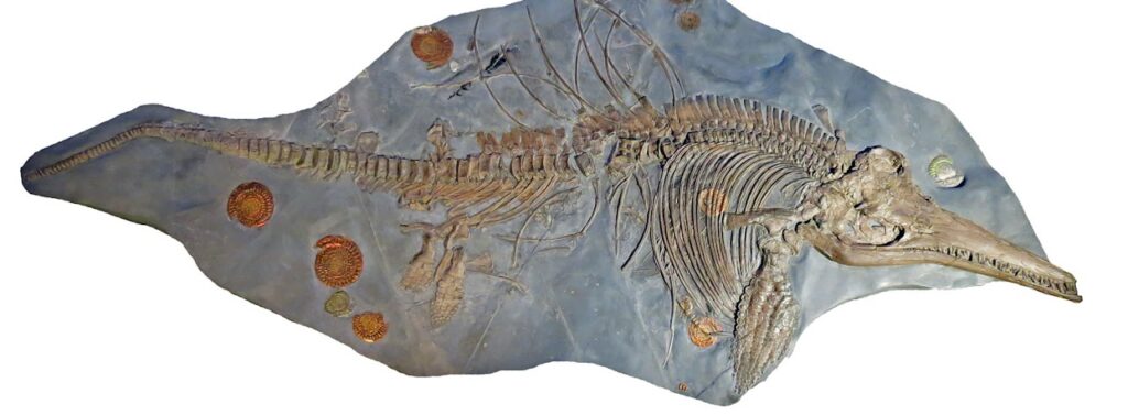 Largest Ichthyosaurus skeleton at the Niedersächsisches Landesmuseum Hannover (Germany)