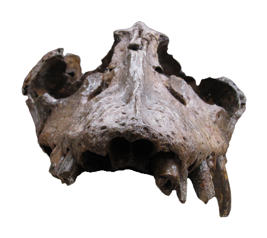 Skull of Libonectes morgani