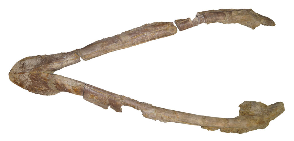Lorrainosaurus-mandible