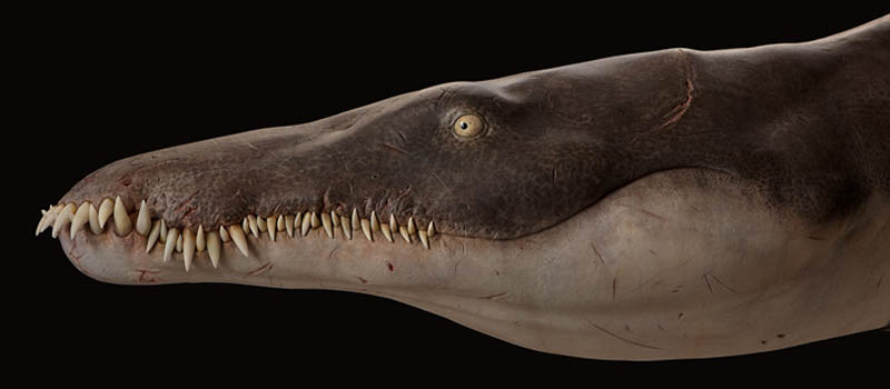 Lorrainosaurus skull for Media reports Sachs Vertebrate Palaeontology Research