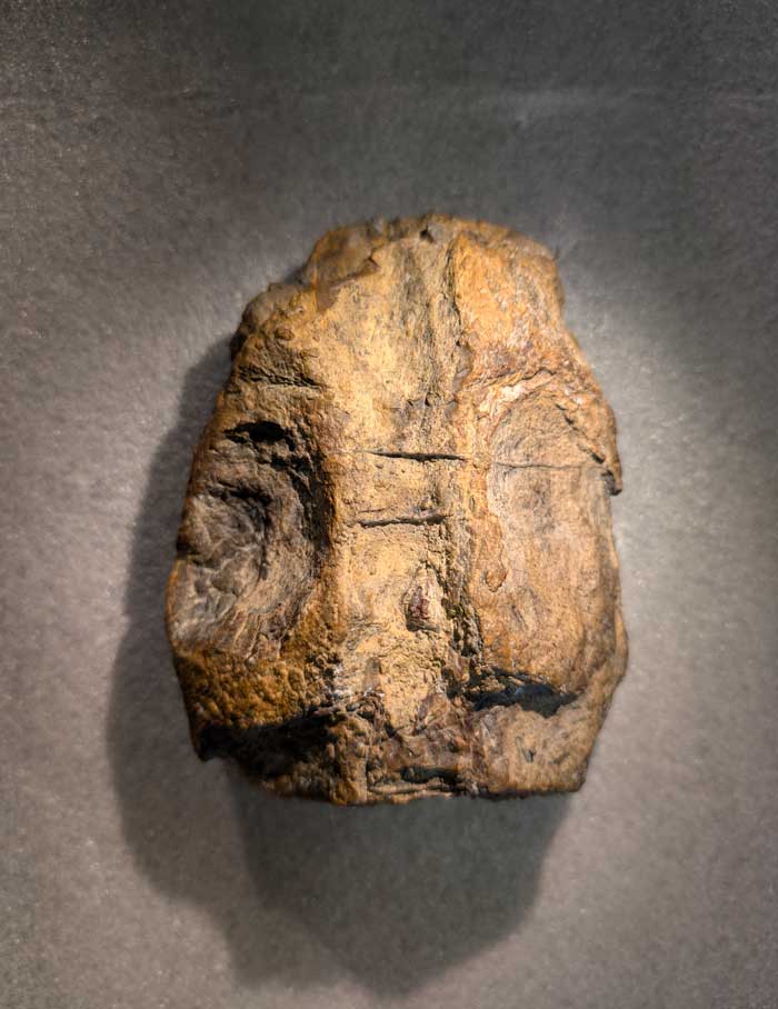 Holotyp-Schädel von Lusonectes sauvagei in Dorsalansicht, der das Holotyp-Exemplar dieses Plesiosauriers zeigt, das im Museu Geológico Lisboa in Lissabon, Portugal, aufbewahrt wird und im Unterjura, Toarcium, São Gião-Formation von Alhadas in Portugal gefunden wurde, in schattiertem Licht und auf grauem Hintergrund.