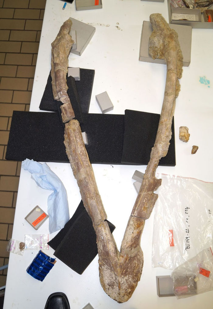 Mandible of the pliosaurid Simolestes keileni (now Lorrainosaurus keileni) from the Bajocian of Lorraine (France) at the Musée national d'histoire naturelle in Luxembourg