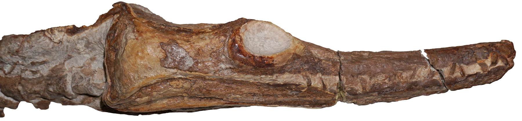 Manemergus anguirostris, Holotypus-Schädel in Seitenansicht
