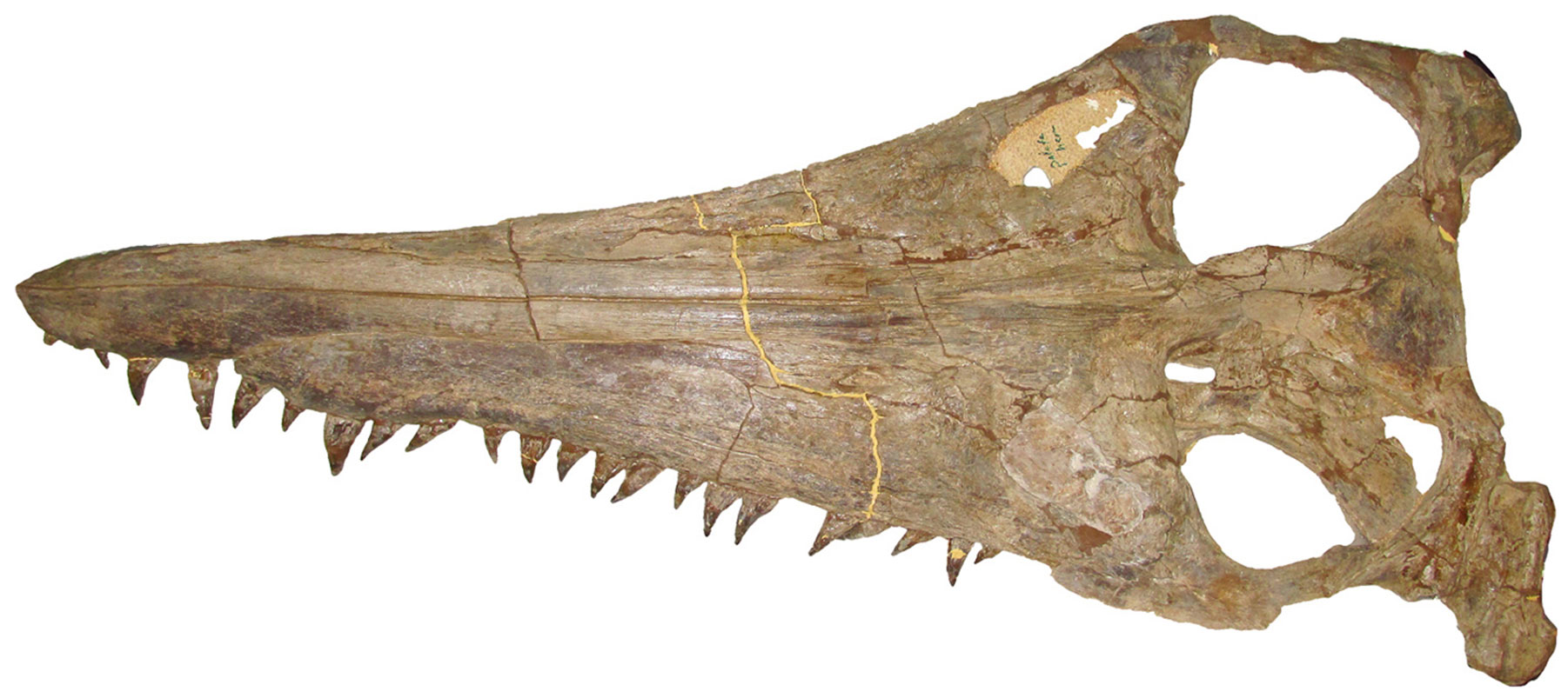 Schädel des Pliosauriers Megacephalosaurus eulerti aus der Kreidezeit, Holotyp im Sternberg Museum, in Dorsalansicht