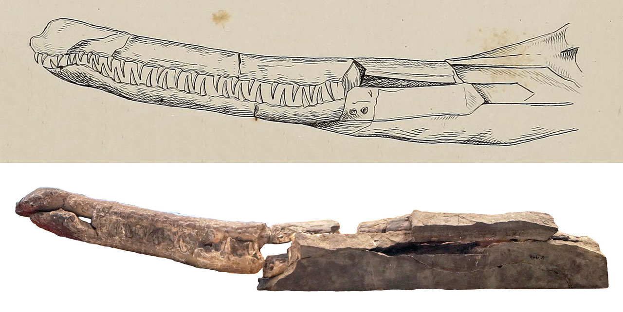 Mystriosaurus laurillardi holotype skull (HLMD V946-948) seen in side view. Top as illustrated by Kaup in Bronn (1837). Bottom photo of the fossil