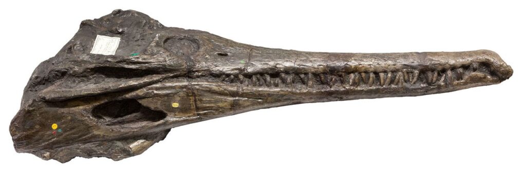 Mystriosaurus laurillardi skull in lateral view. Natural History Museum London collection