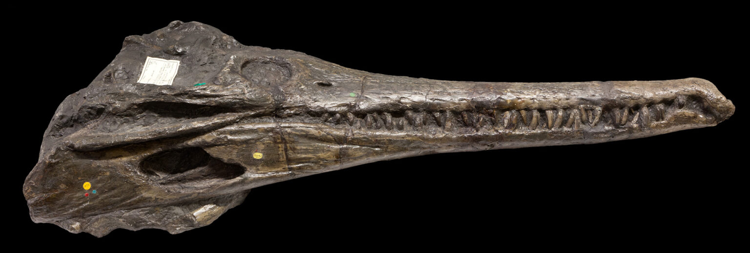 Mystriosaurus skull, previously Steneosaurus brevior, from Whitby