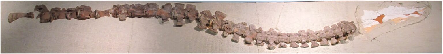 Neck of the Styxosaurus snowii holotype. The skull was removed for examination