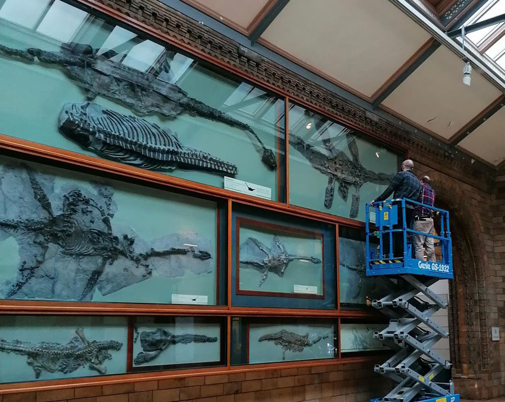 Plesiosaur specimens at the Marine Reptiles Gallery Natural History Museum London