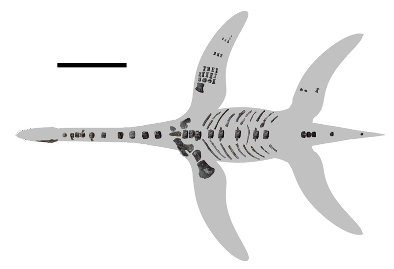 Preserved skeletal elements of Arminisaurus schuberti
