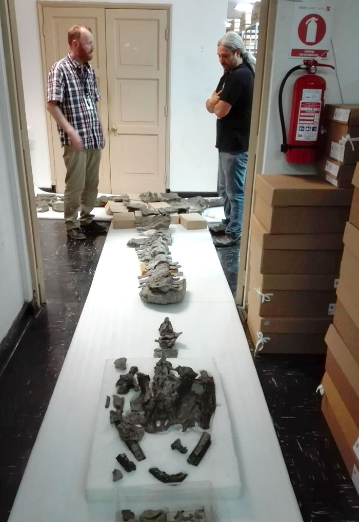 Reassembling the holotype of the aristonectine elasmosaurid Aristonectes quiriquinensis at the Museo Nacional de Historia Natural de Chile in Santiago de Chile with Rodrigo Otero