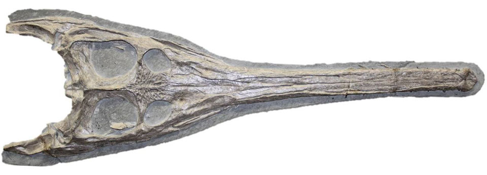 Schädel von Steneosaurus bollensis (MMG BwJ 565, Senckenberg Naturhistorische Sammlungen Dresden), dorsal gesehen.