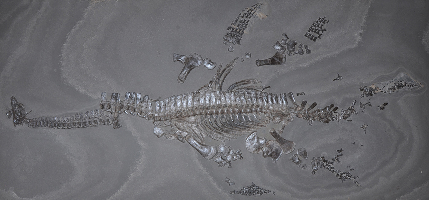 Skelett des Holotypus-Exemplars des Mikrocleididen Seeleyosaurus guilelmiimperatoris aus der Posidonienschiefer-Formation (Posidonia-Schiefer) von Holzmaden in Deutschland