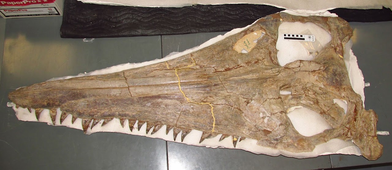 Skull of Megacephalosaurus eulerti at the Sternberg Museum in Hays (USA)