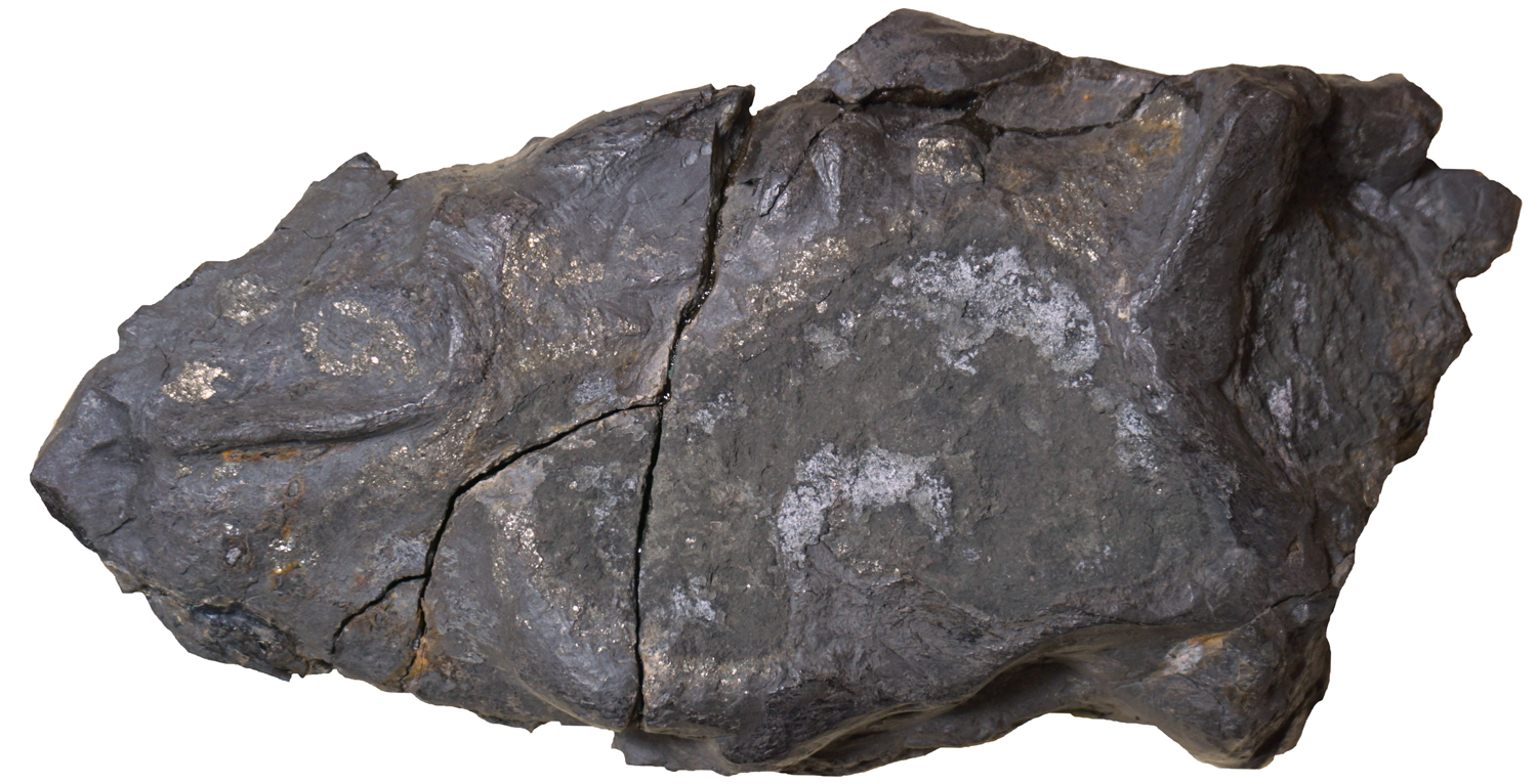 Microcleidus macropterus, a Lower Jurassic plesiosaur from the Yorkshire Lias 2 Skull of the Microcleidus macropterus holotype specimen (CAMSM J35182) in dorsal view