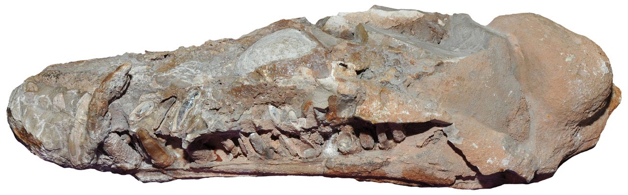 Skull of the elasmosaurid Libonectes morgani. Staatliches Museum für Naturkunde Stuttgart collection