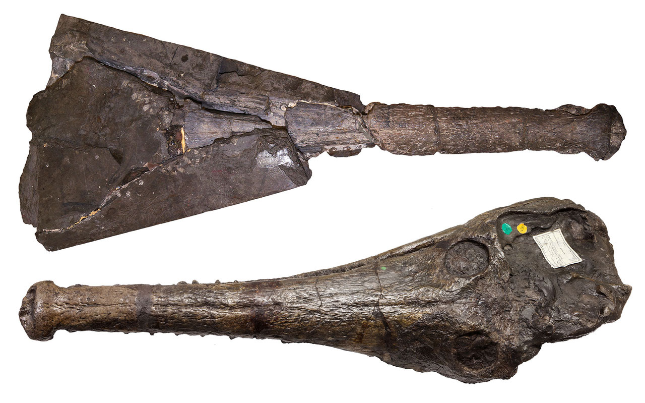Skulls of Mystriosaurus on dorsal view. Top: type specimen (HLMD V946-948), bottom: referred specimen (NHMUK PV OR 14781)