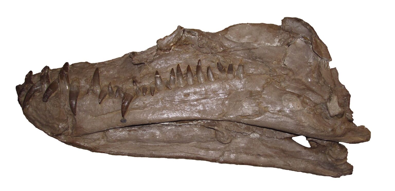 Styxosaurus snowii holotype skull in left lateral view
