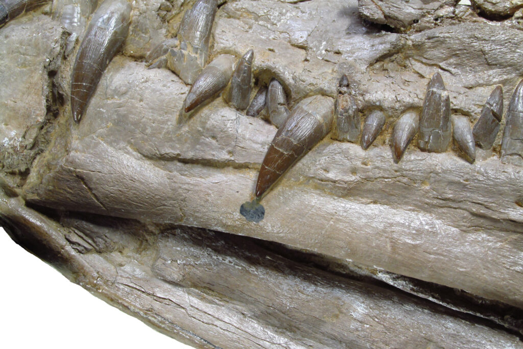 Close-up of the dentition of the Styxosaurus snowii holotype