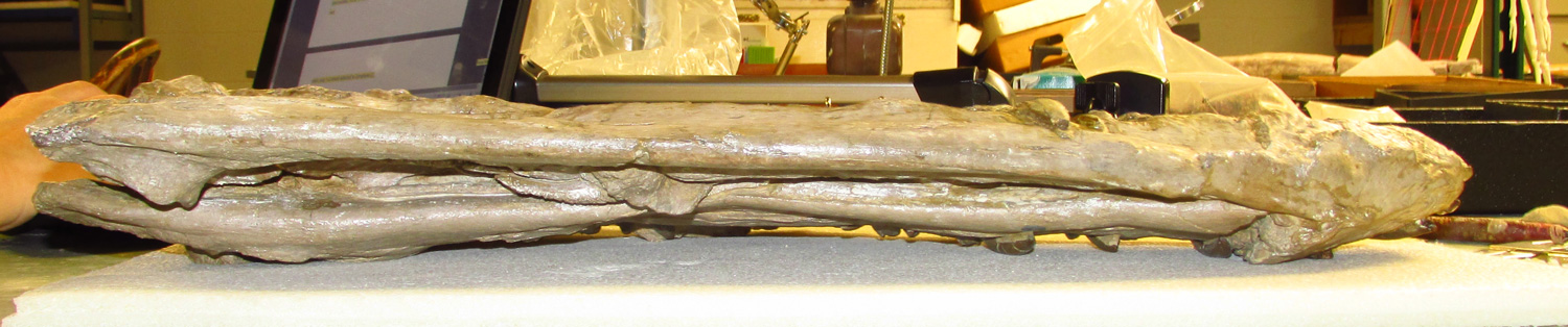 Styxosaurus snowii skull in ventral view showing the transverse compression