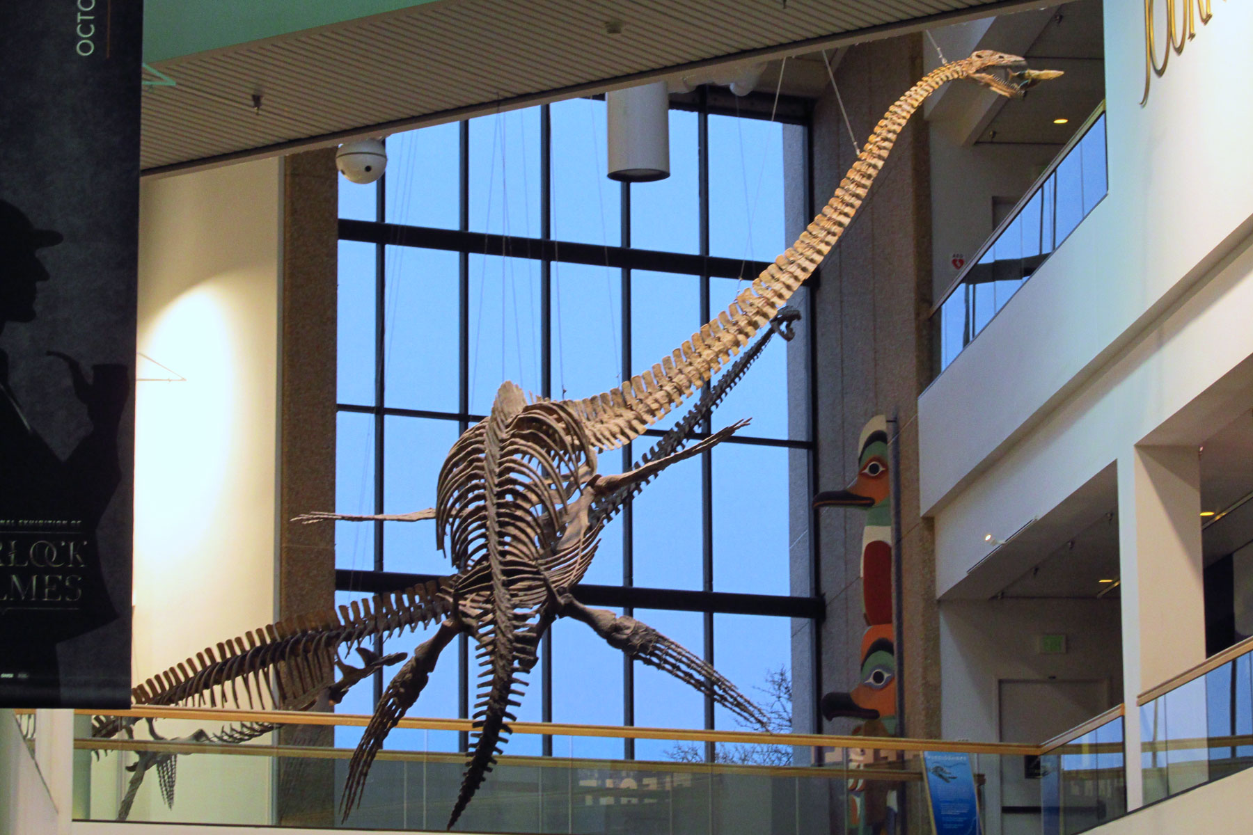 Thalassomedon haningtoni skeleton