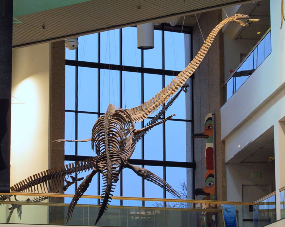 Thalassomedon haningtoni skeleton at the Denver Museum of Nature and Science