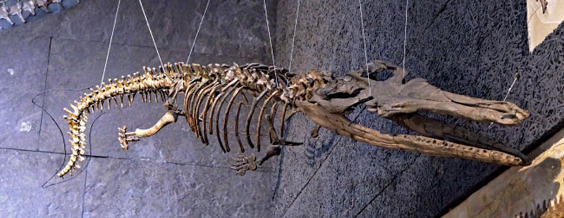 Thalattosuchus skeleton