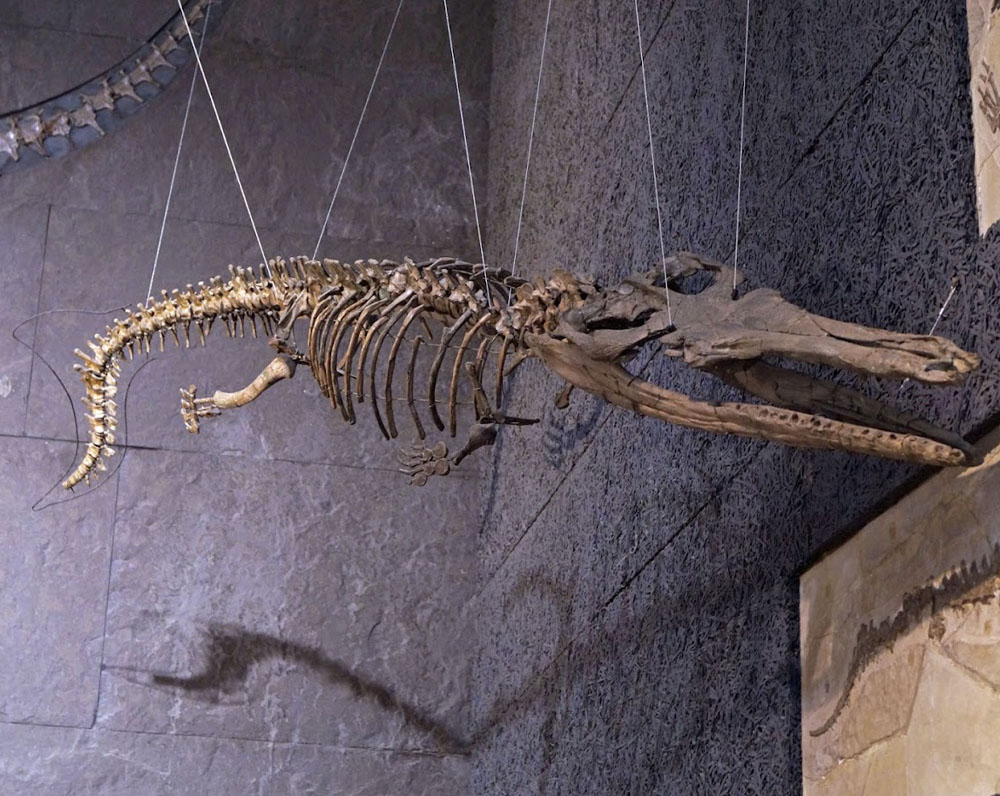 Thalattosuchus superciliosus skeleton at the University of Tübingen