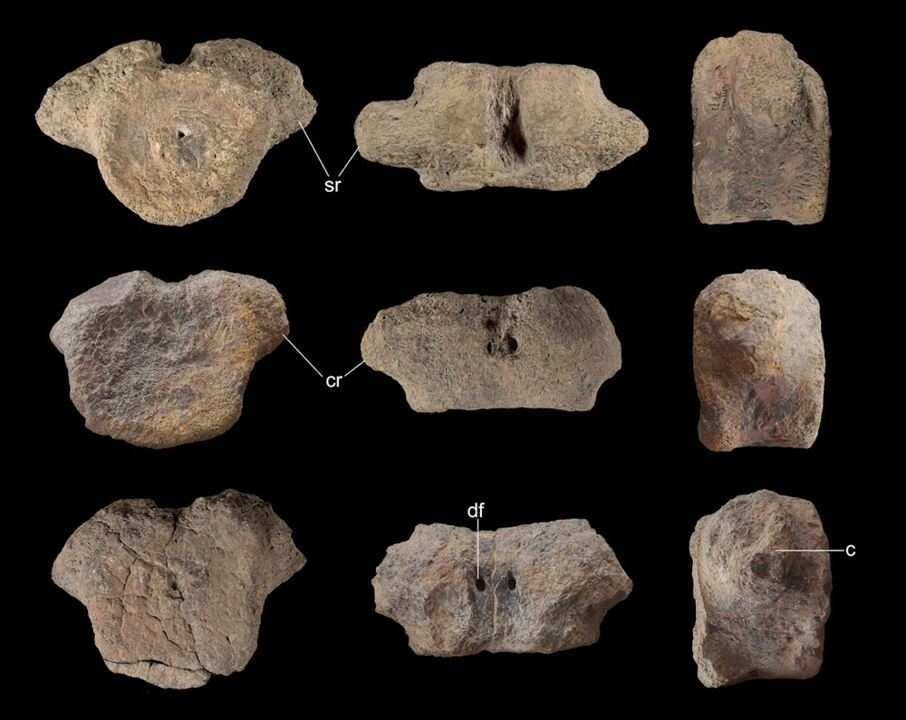 Trematospondylus macrocephalus holotype vertebrae