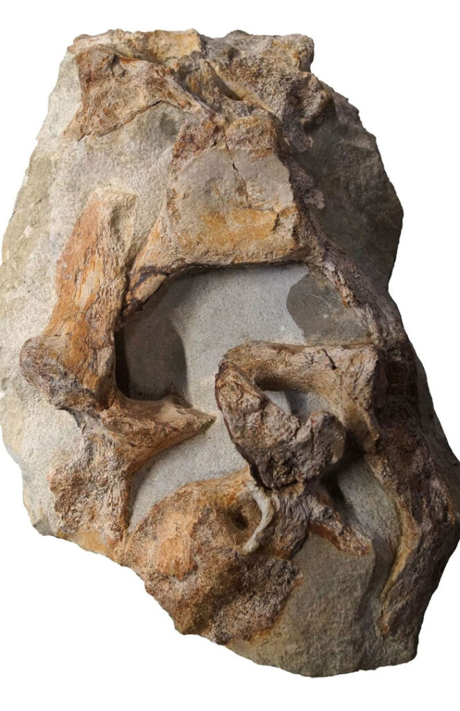 Vertebrae of an unusual plesiosaur from the Late Cretaceous of Unna (Germany)